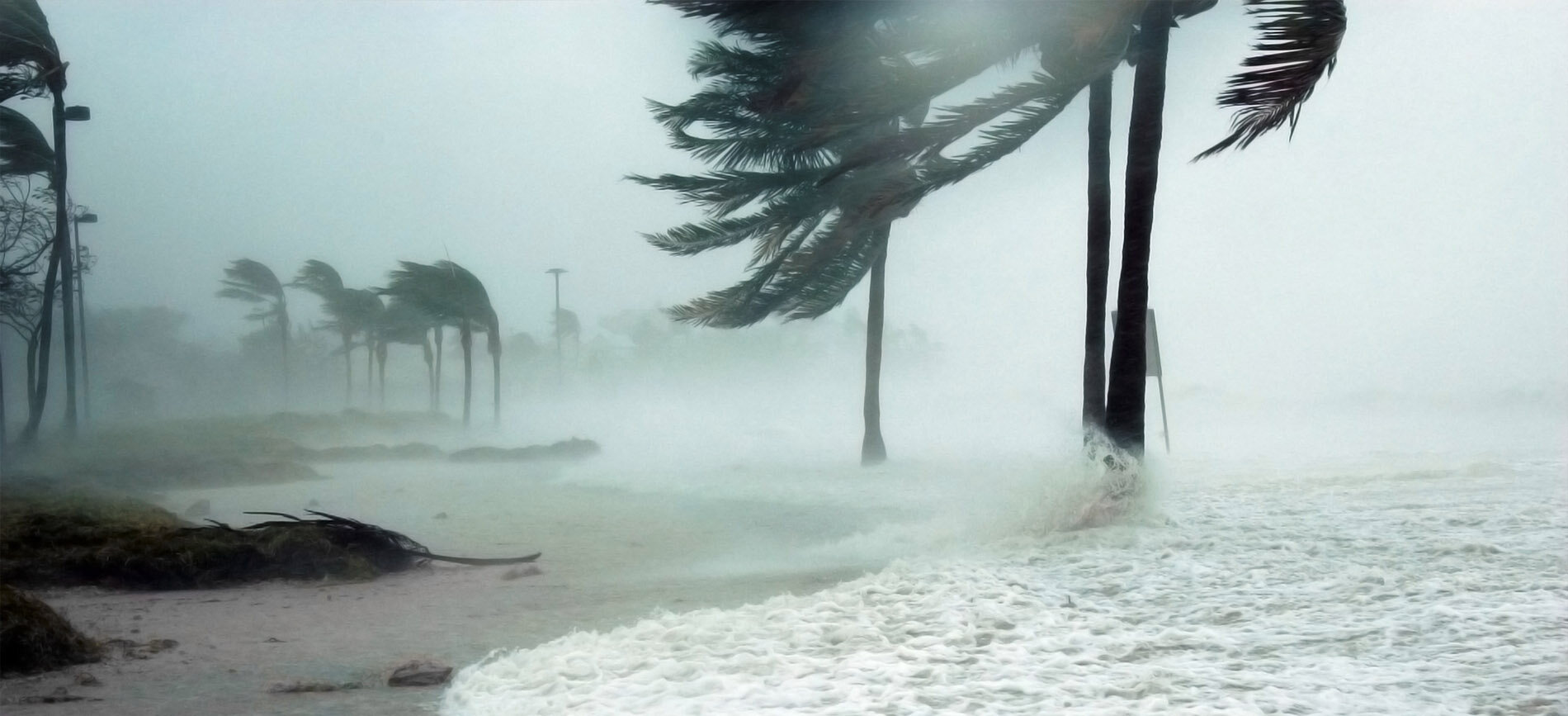 Palm trees on a beach during a hurricane.